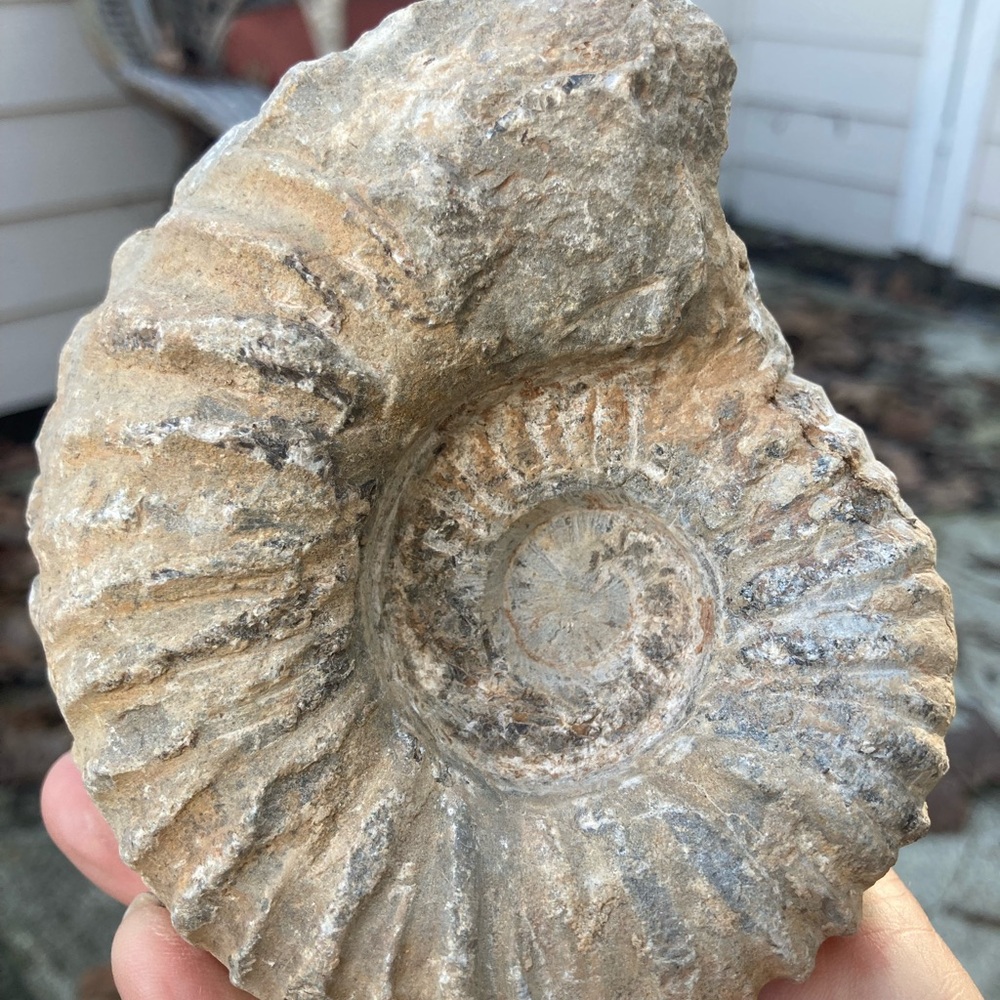 Beautiful ammonite fossil - Picture 2 of 2